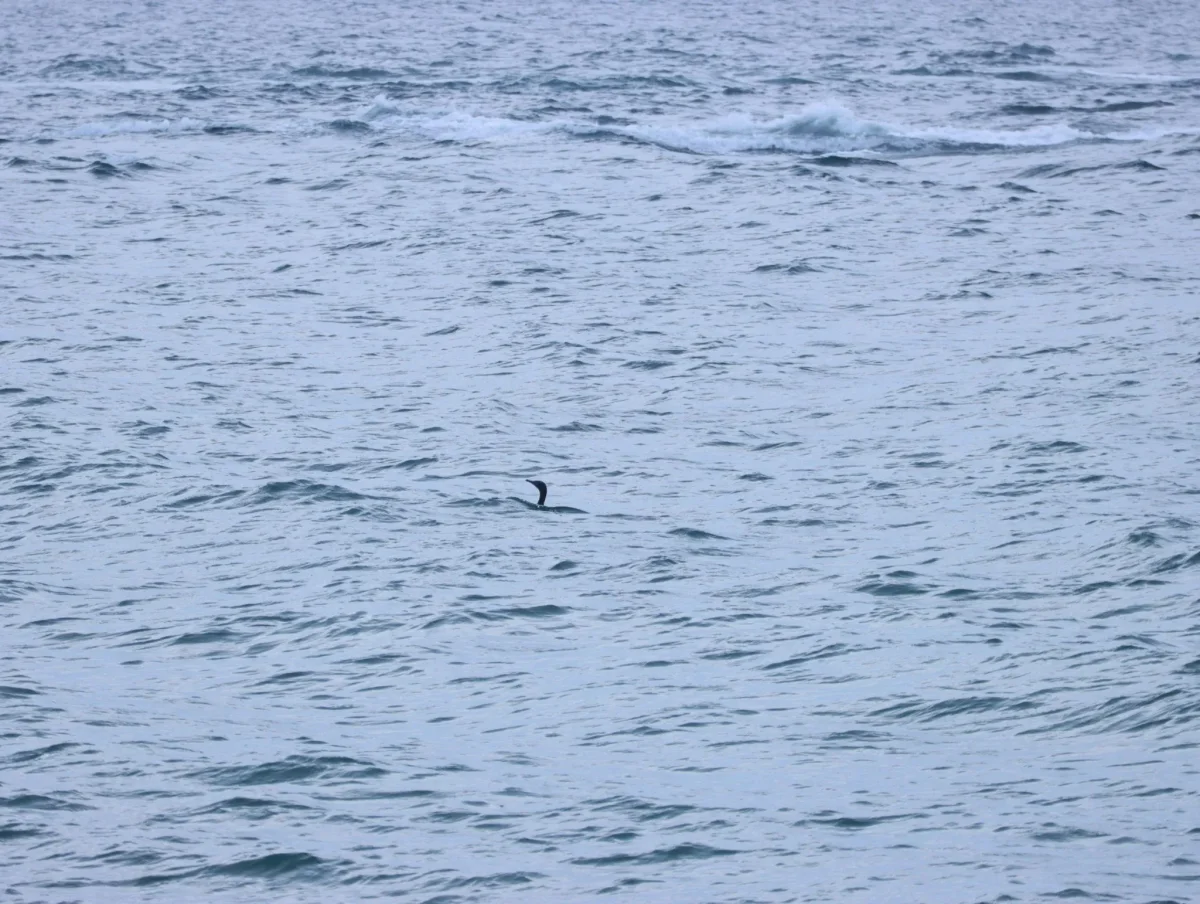 Pecuk padi hitam, bulunya hitam mengkilap terpapar matahari. Tanpa ragu ia terbang di udara lalu dalam sekejap menerjunkan diri ke laut untuk mencari makan.
