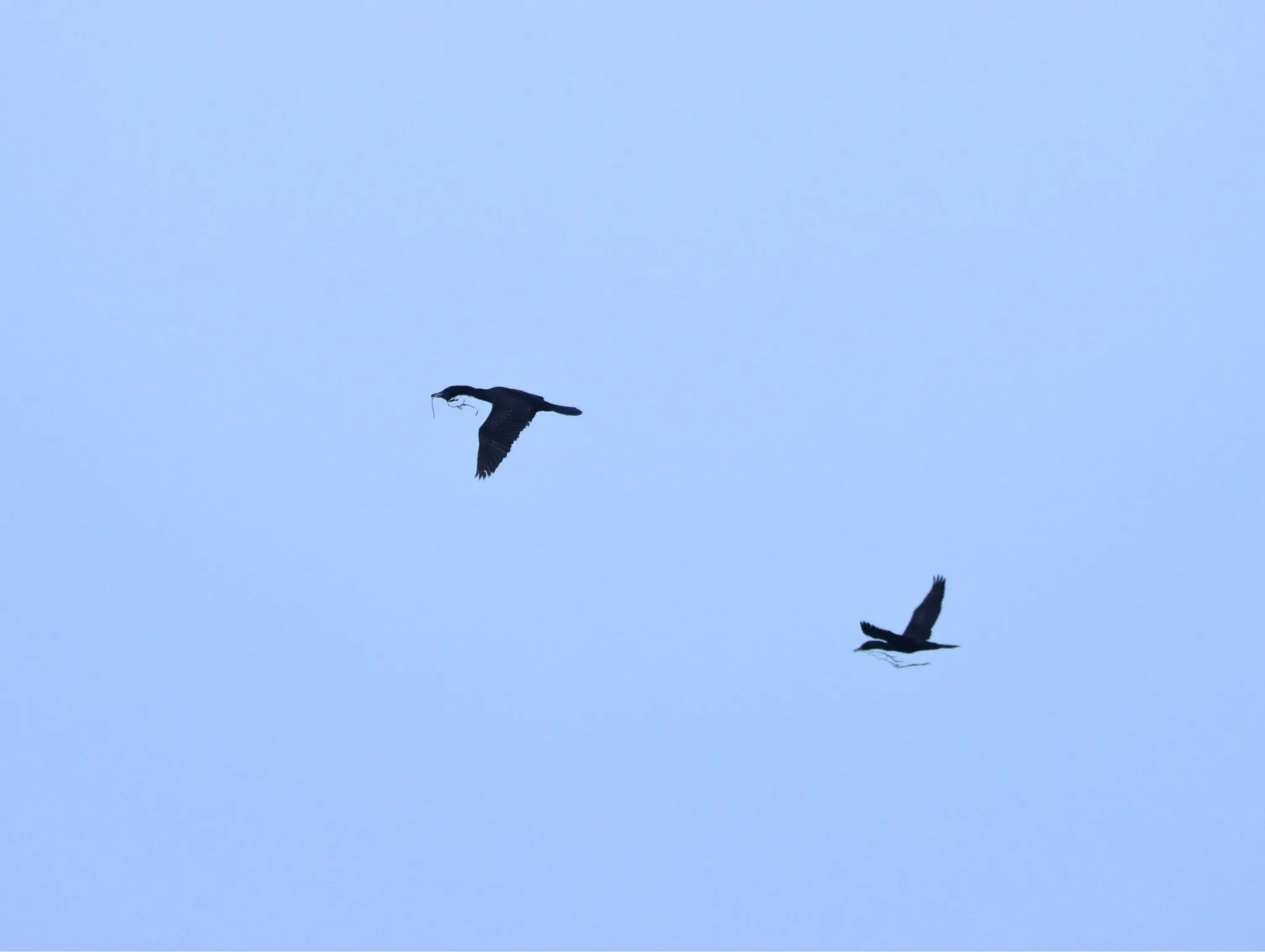 Dua ekor pecuk padi hitam yang membawa rerumputan untuk membangun sarang. Burung ini memiliki kemampuan terbang dan berenang yang baik untuk mendukungnya mencari makan di laut yang terkadang berangin kencang.