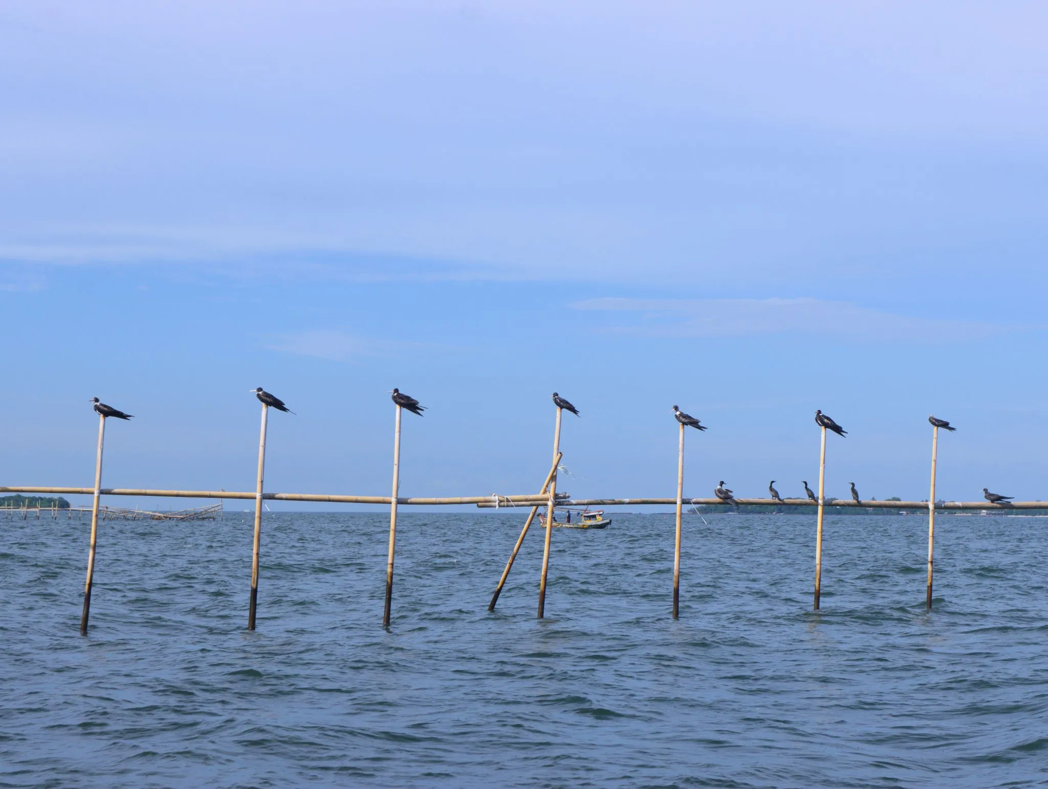 Burung air sedang bertengger di atas bambu-bambu yang tertancap di tengah laut dekat dengan Pulau Rambut.