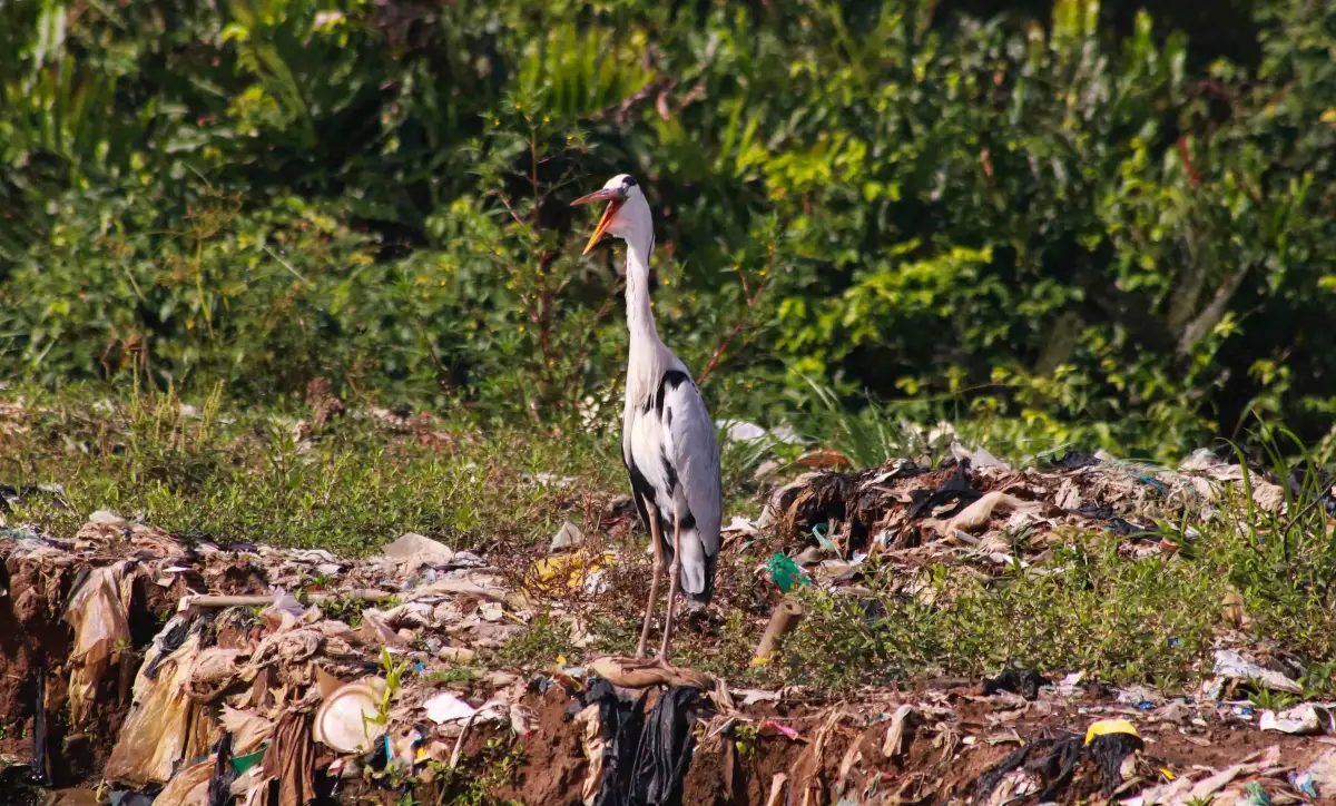 Di seberangnya, pemandangan kontras tersaji, seekor cangak abu tampak “mengantuk” di tengah tumpukan sampah yang mengelilinginya.