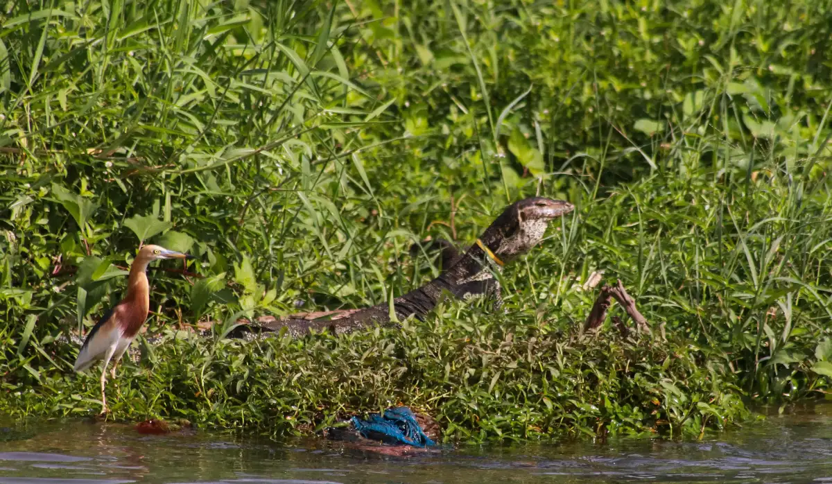 Tak hanya burung air, kawasan Muara Angke juga menjadi habitat beragam satwa liar. Seekor biawak air tampak berjemur di tepian, di samping blekok sawah sambil menikmati “sampah” yang sama.