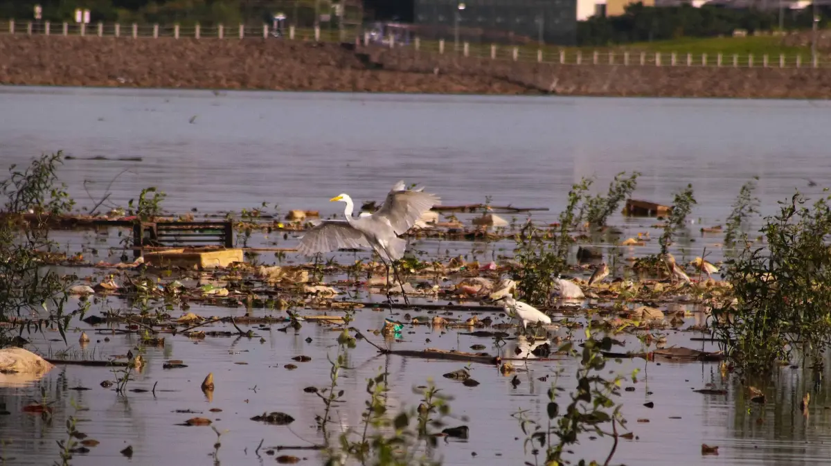 Kuntul besar turut mendarat di atas pulau sampah itu, pemandangan indah sekaligus mengusik, menyisakan tanya tentang kesehatan dan masa depan burung-burung liar yang menggantungkan hidup di “daratan dadakan” tersebut.