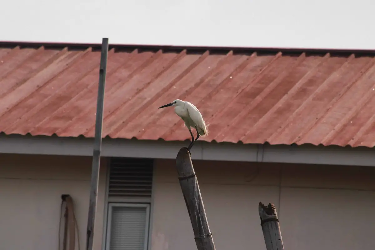 Burung-burung liar kerap beradaptasi dengan lanskap buatan manusia. Saat perahu memasuki perkampungan nelayan Kaliadem, seekor kuntul kecil tampak tenang bertengger di ujung tiang bambu, seolah menegaskan daya lentingnya di tengah ruang hidup yang terus berubah.