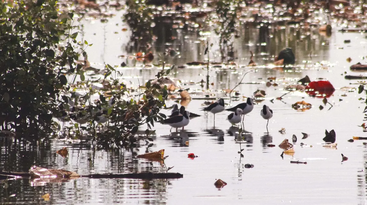 Meski tersusun dari sampah domestik mulai dari bungkus makanan hingga serpihan perabotan, “pulau” itu justru menjelma habitat baru bagi burung air, salah satunya gagang bayam yang memanfaatkan daratan rapuh tersebut untuk mencari makan.