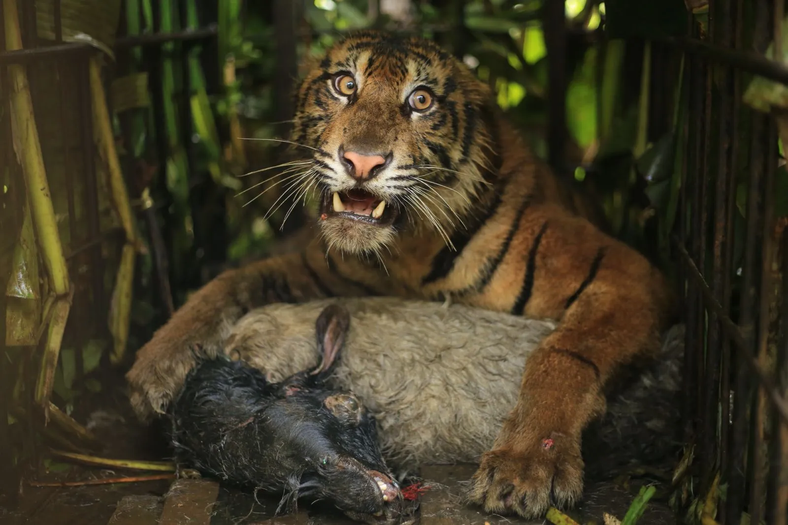 Satu ekor kambing ternak digunakan untuk memancing harimau sumatera masuk kandang jebak.