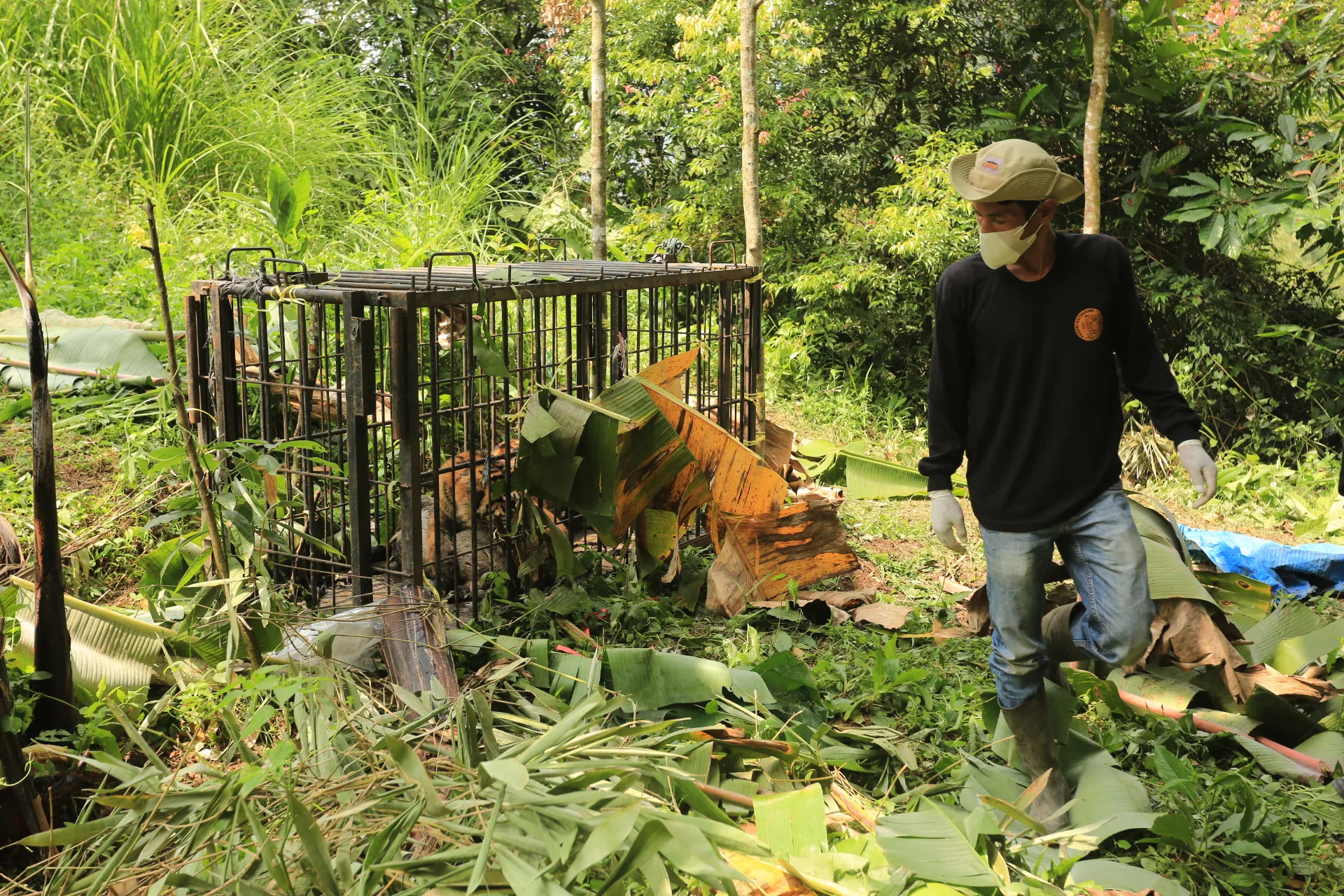 Anggota Patroli Anak Nagari (Pagari) mengamankan lokasi tempat harimau sumatera.