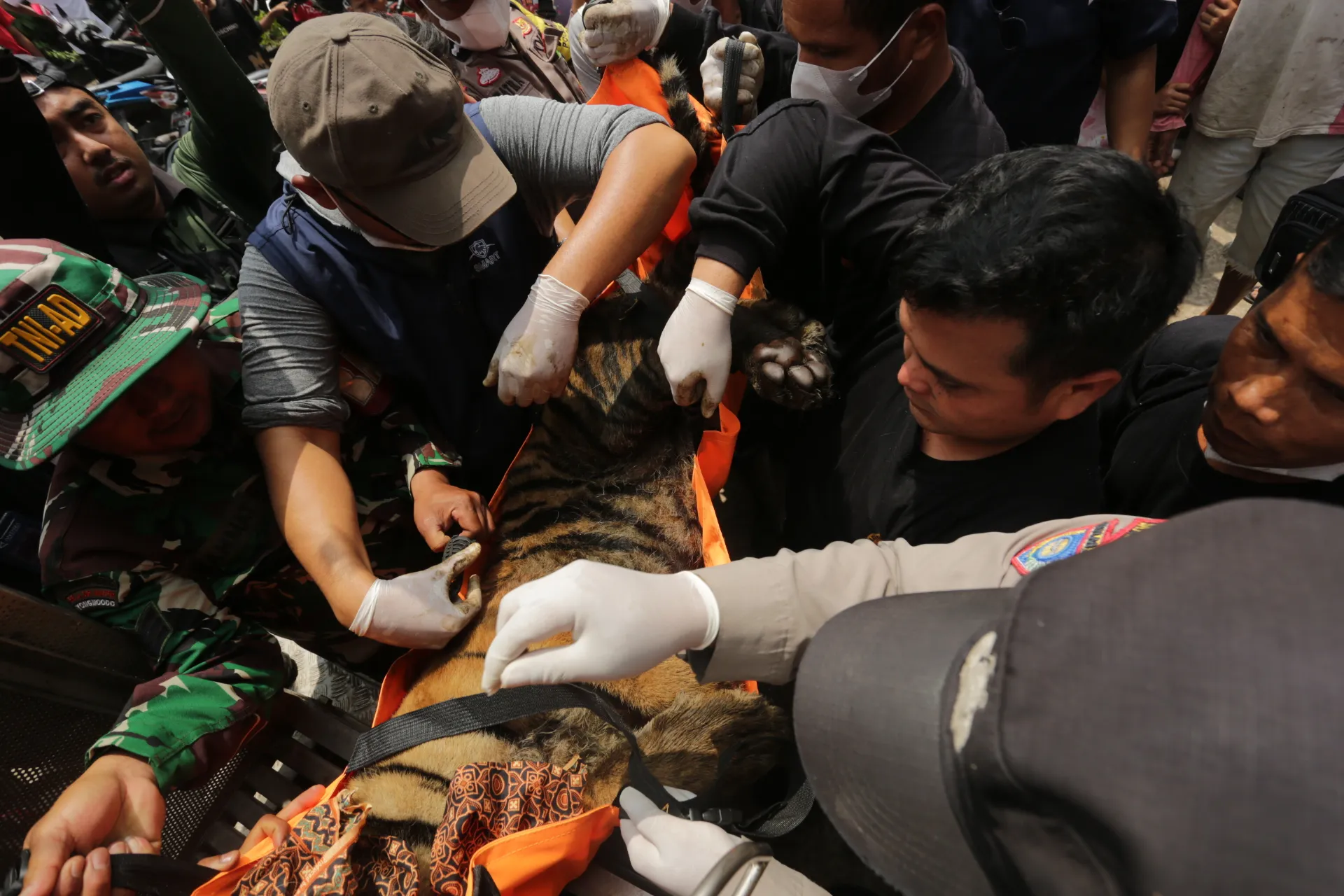 Tim Wildlife Rescue Unit dari BKSDA Sumatera Barat, Pagari, TNI, Polri dan masyarakat melakukan evakuasi harimau sumatera berjenis kelamin betina yang masuk ke dalam kandang jebak pada Selasa (11/8/2026).