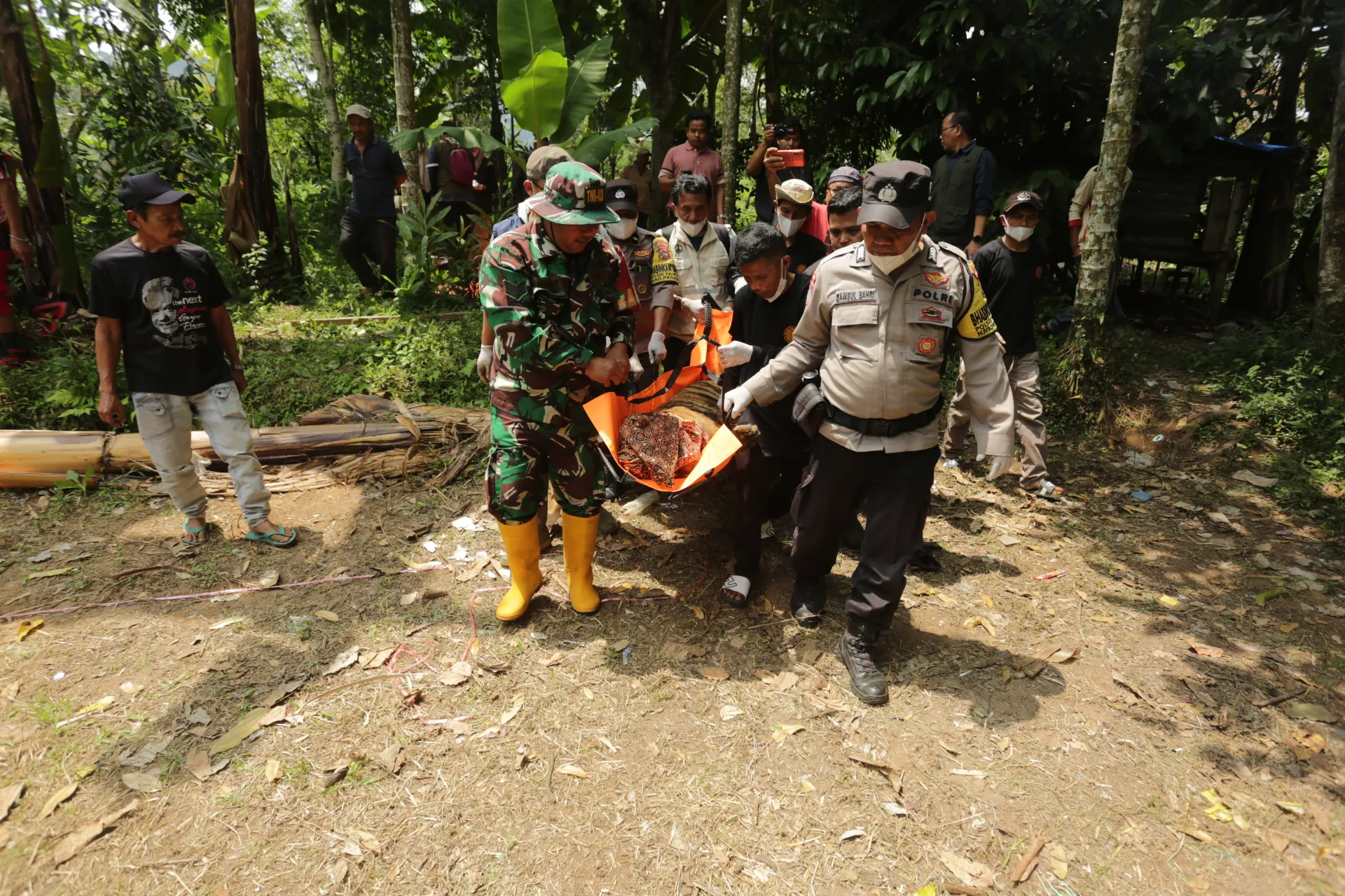 Proses evakuasi harimau sumatera dari lokasi konflik menuju kandang transpor.