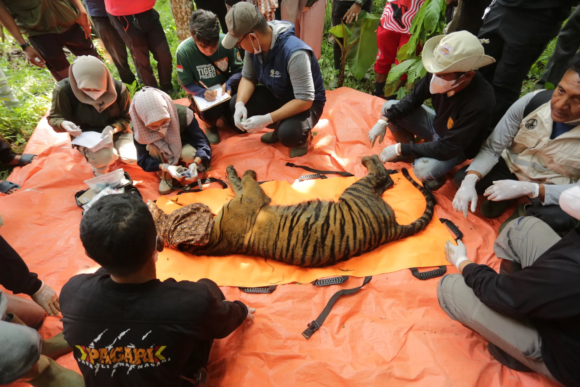 Tim dokter hewan melakukan proses medical check up pertama harimau sumatera berjenis kelamin betina yang masuk ke dalam kandang jebak.