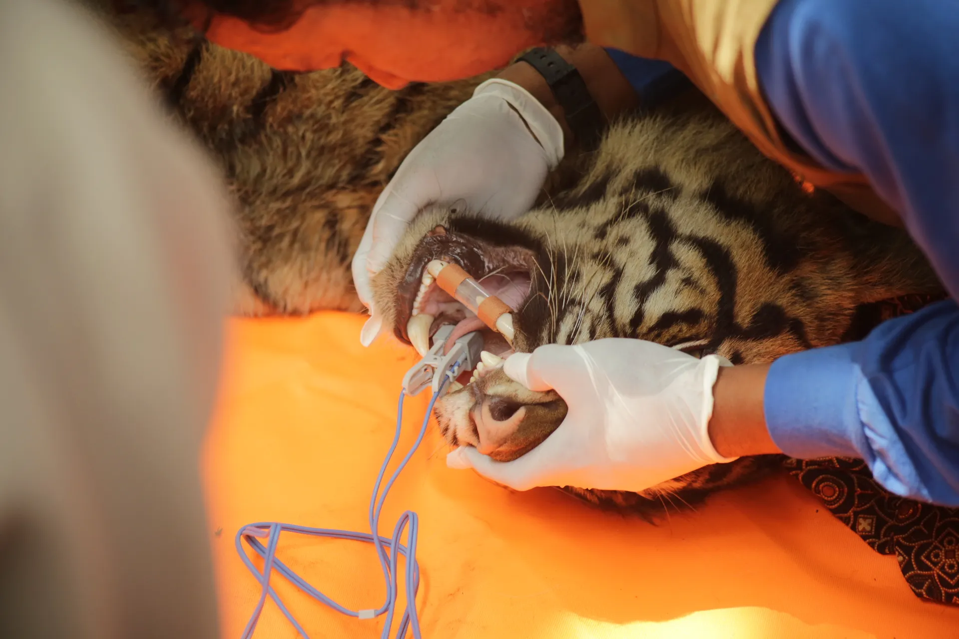Tim dokter hewan melakukan proses medical check up pertama harimau sumatera berjenis kelamin betina yang masuk ke dalam kandang jebak.