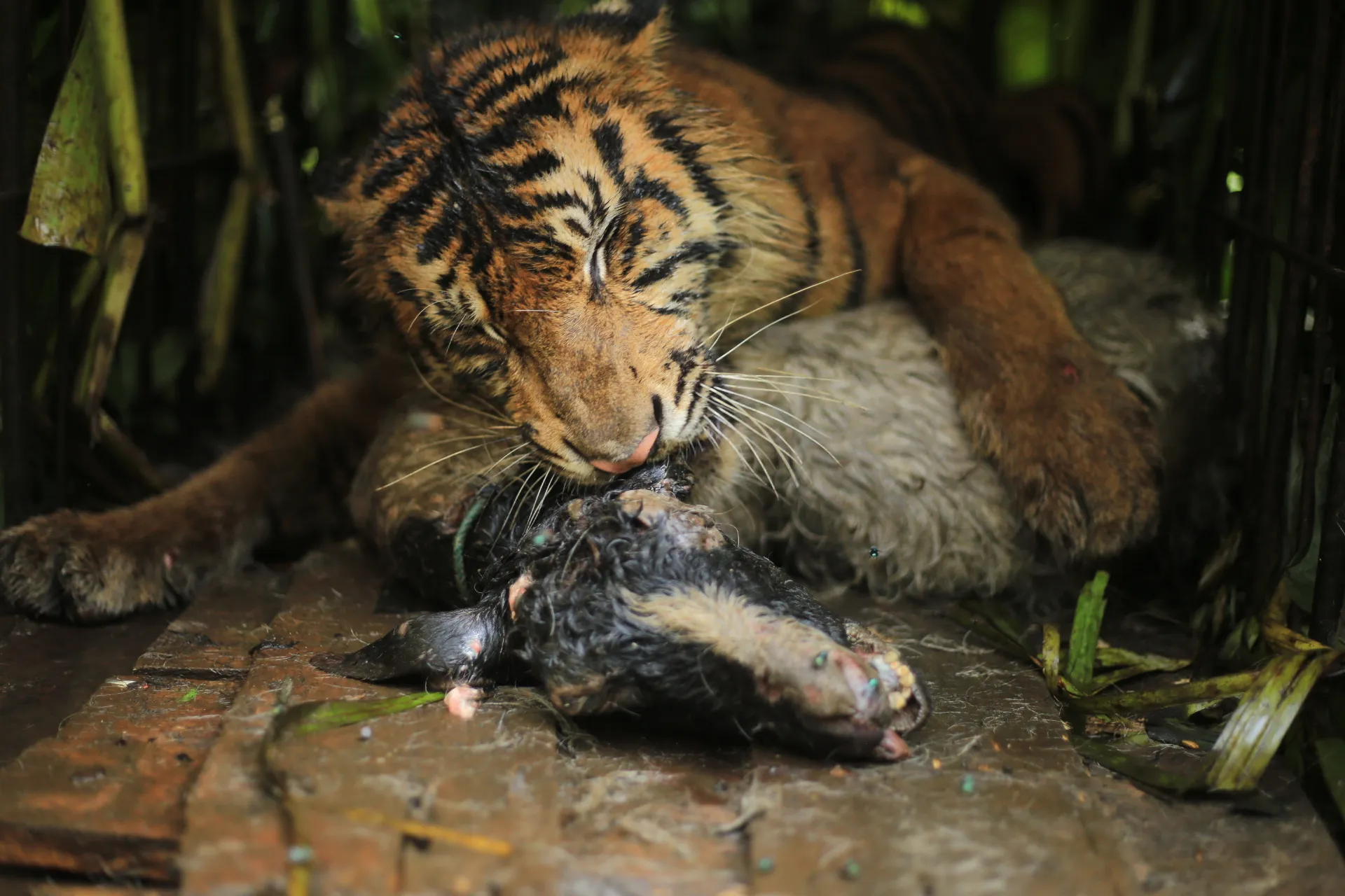 Tahapan selanjutnya harimau akan menjalani rehabilitasi sebelum kemudian dilepas liarkan kembali ke habitat aslinya.