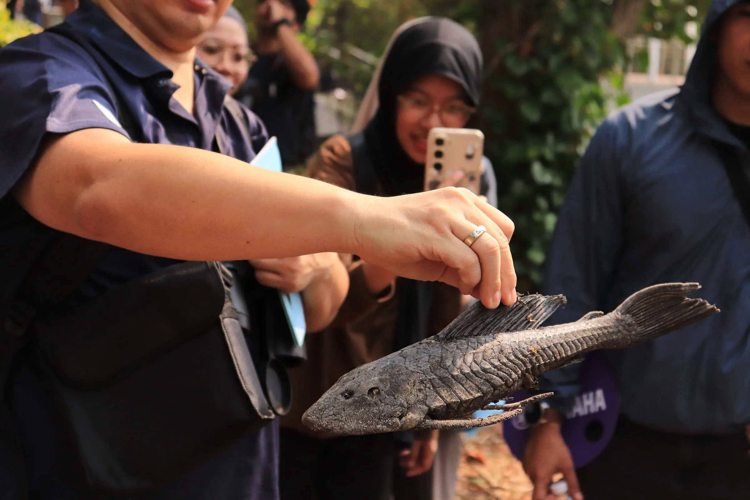 Bangkai ikan sapu-sapu yang telah mengering ditemukan peserta JNW, mengindkasikan bahwa ikan invasif kemungkinan pernah hidup di perairan Hutan Kemayoran.